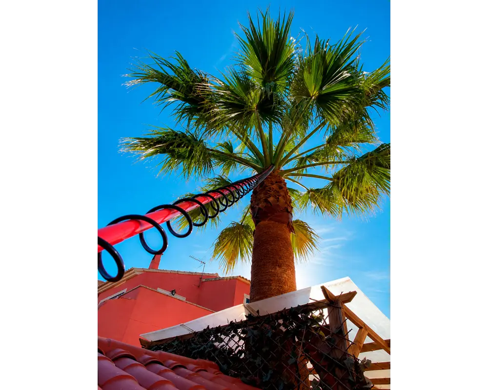 Tratamiento de endoterapia vegetal para picudo rojo en palmera de Mallorca