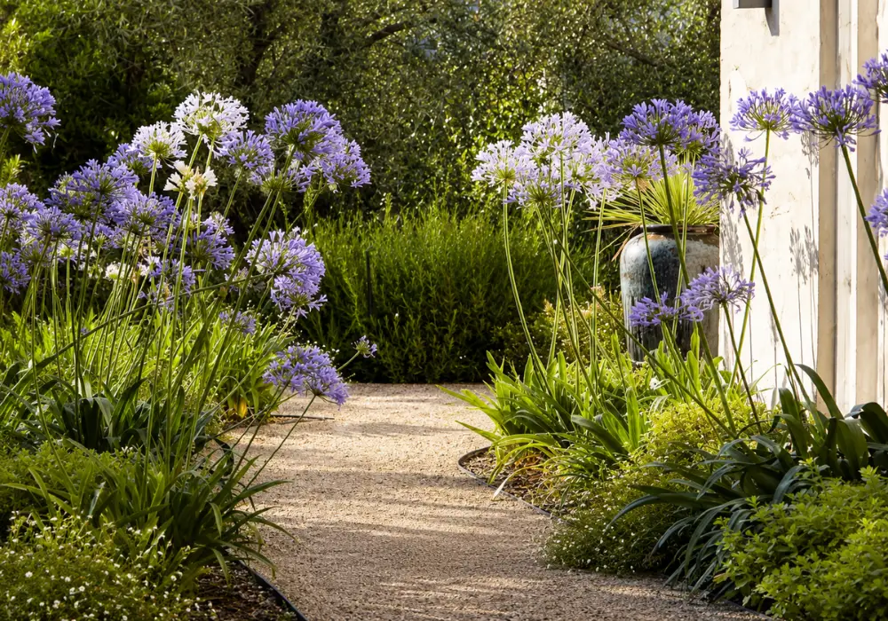 Jardinería en Marratxí, Mallorca — trabajo realizado por Garden Solution (2)