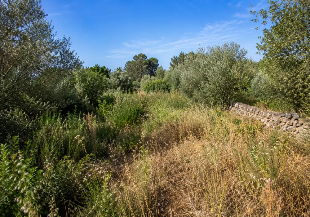 Desbroce finca Mallorca