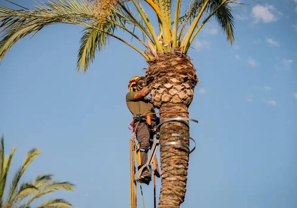 Arboricultura Mallorca