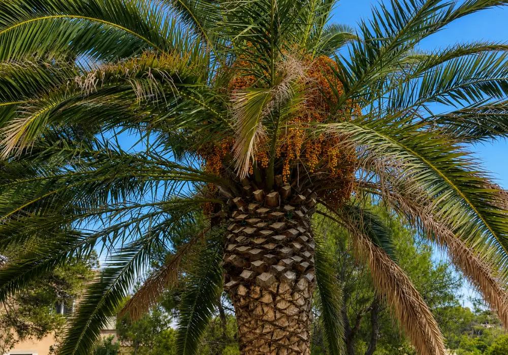 Resultado palmera Mallorca