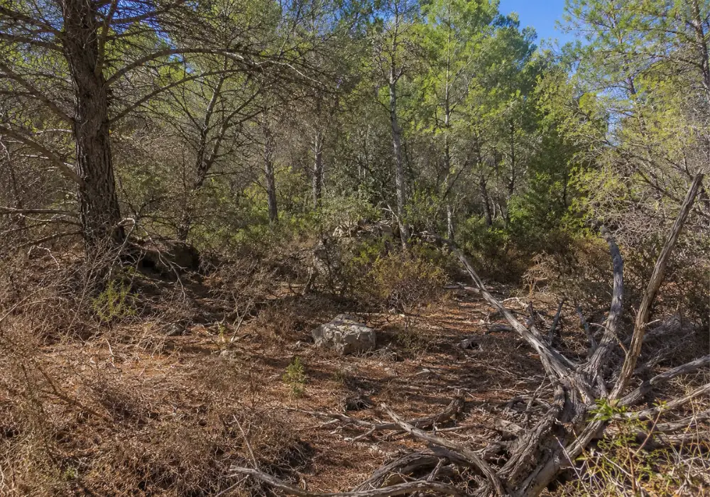 Silvicultura preventiva en Mallorca — trabajo realizado por Garden Solution (1)