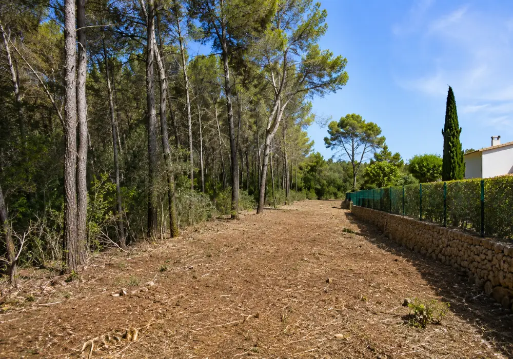 Silvicultura preventiva en Mallorca — trabajo realizado por Garden Solution (2)