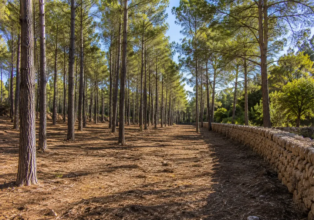 Silvicultura preventiva en Mallorca — trabajo realizado por Garden Solution (3)