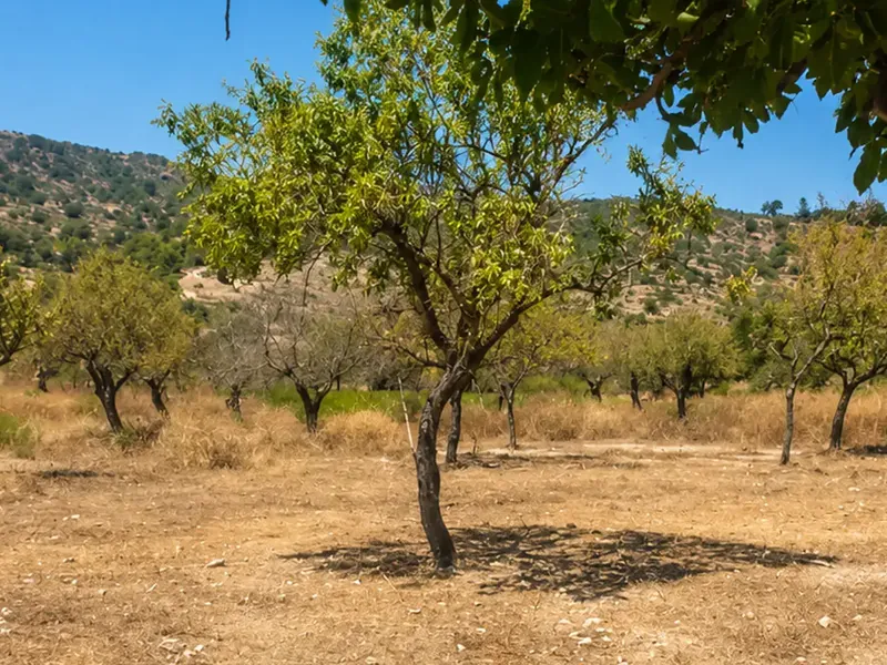Limpieza de fincas por Garden Solution en Mallorca