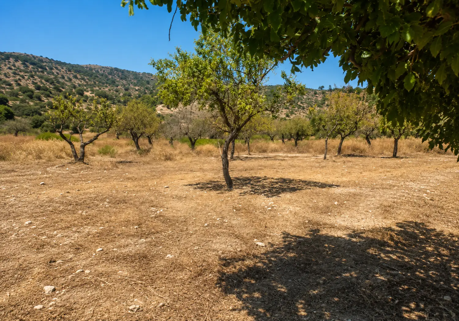 Mantenimiento de jardín en Mallorca — trabajo realizado por Garden Solution (5)