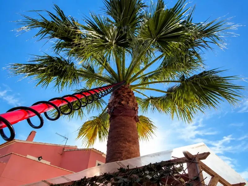 Tratamiento del picudo rojo en palmeras por Garden Solution en Mallorca