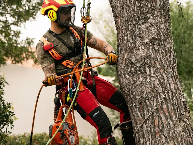Poda en altura por Garden Solution en Mallorca