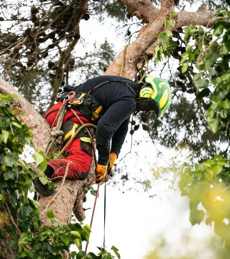Equipo de poda en finca de Mallorca