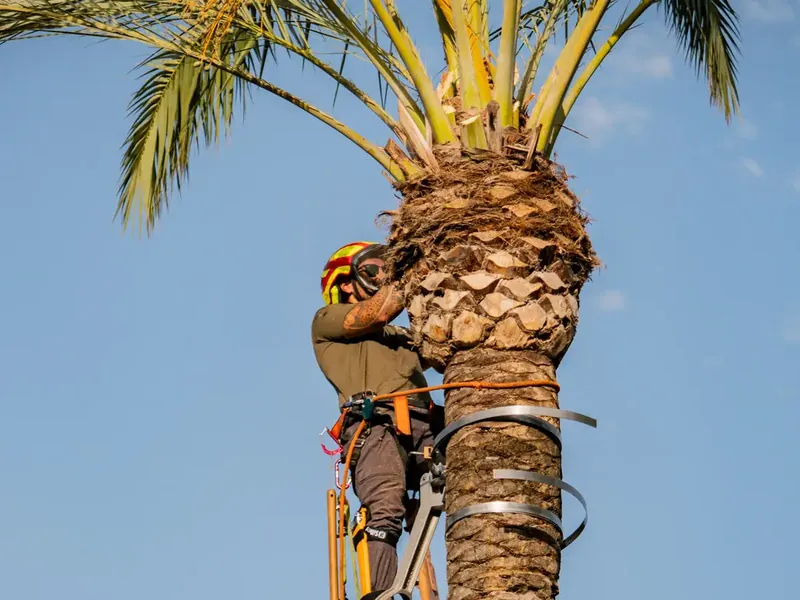Poda de palmeras por Garden Solution en Mallorca
