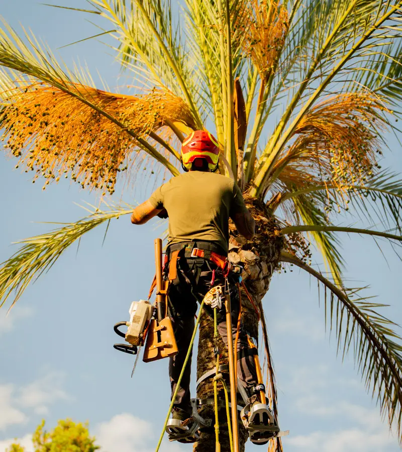 Poda de palmera datilera en villa de Mallorca