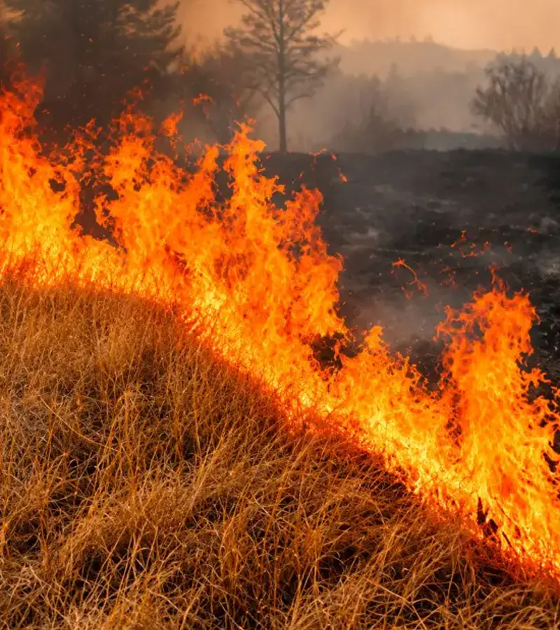 Desbroce preventivo en finca con masa forestal en Mallorca