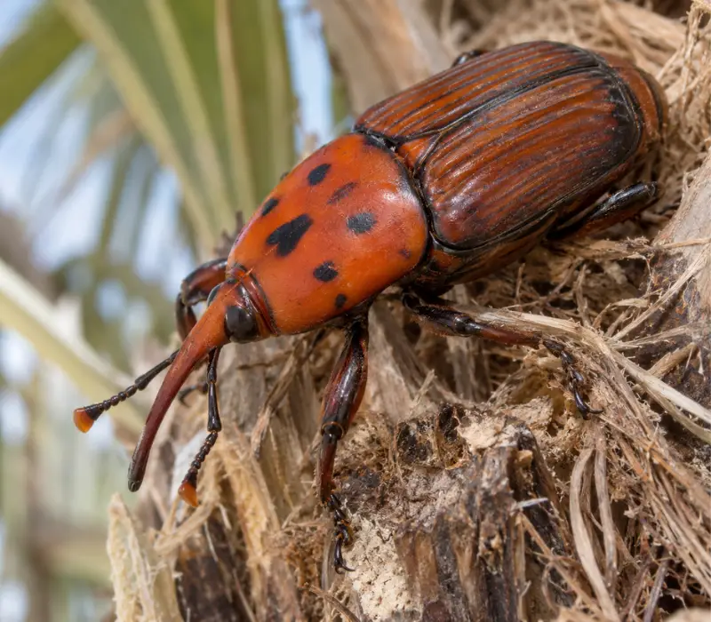 Picudo rojo (Rhynchophorus ferrugineus) en palmera de Mallorca