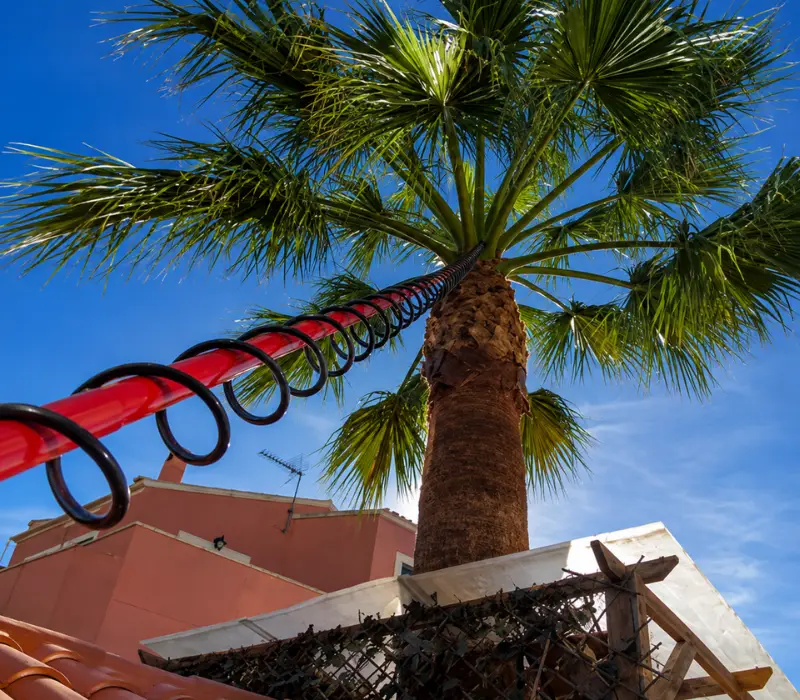 Tratamiento de endoterapia vegetal para picudo rojo en palmera de Mallorca