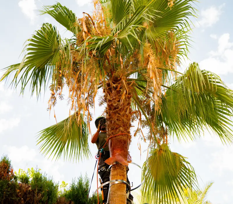 Poda profesional de árbol en jardín de Mallorca en la época correcta