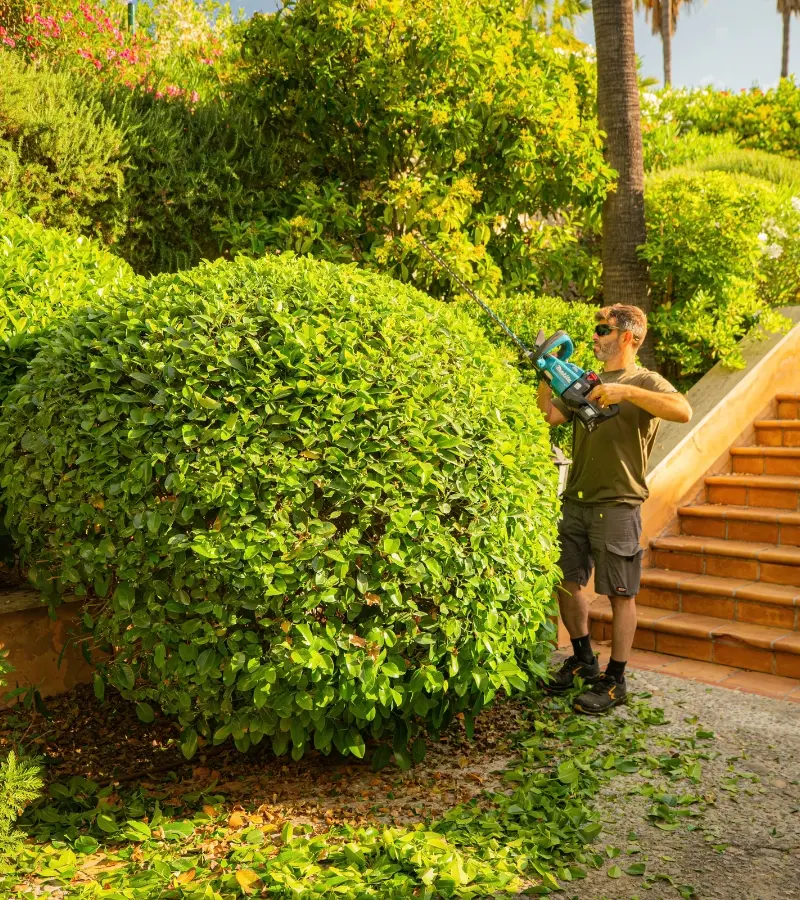 Poda de pinos en Mallorca — Garden Solution