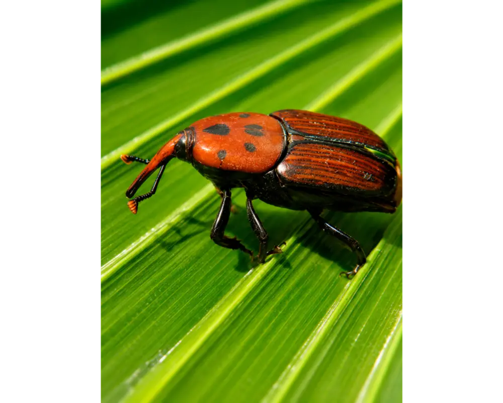 Picudo rojo (Rhynchophorus ferrugineus) en palmera de Mallorca