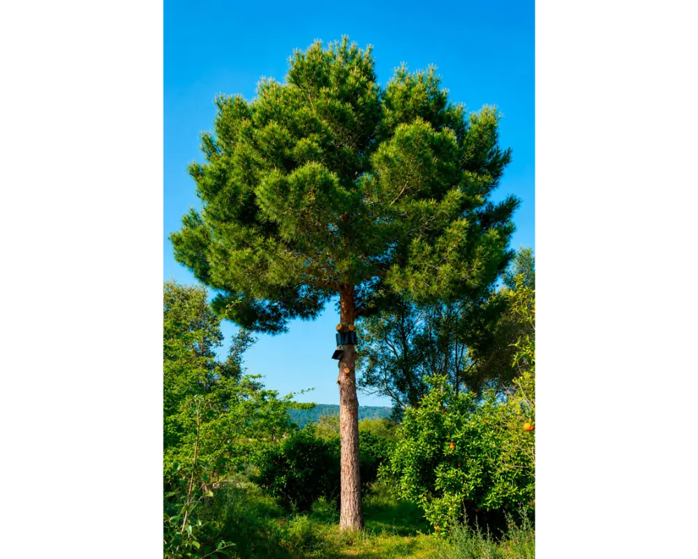 Poda de copa de pino en jardín de villa en Mallorca